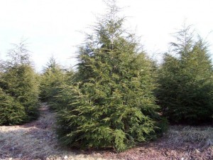 Wholesale Canadian Hemlock Trees