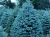 co-blue-spruce-3