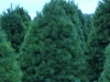 white-pine-4